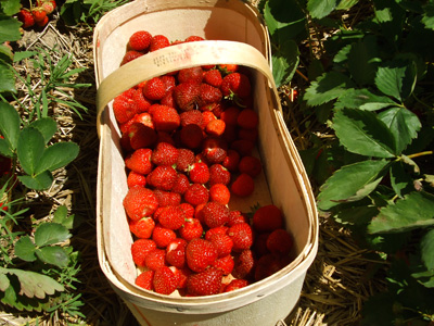 Les fraises…